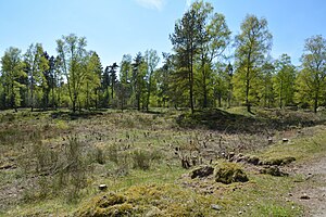 Schleswig-Holstein, Bark, Wittenborner Heide NIK 6019.jpg