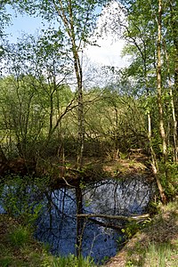 Schleswig-Holstein, Hasenmoor, FFH-Gebiet Hasenmoor NIK 0724.JPG