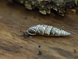 fényes orsócsiga (Cochlodina laminata)