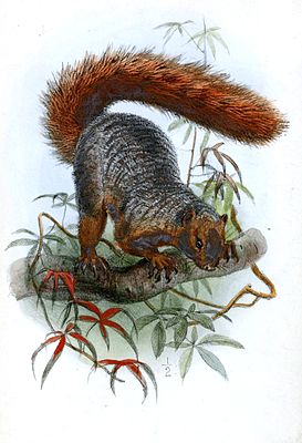 Depiction of Sciurus ornatus = Paraxerus palliatus ornatus in the Proceedings of the Zoological Society of London, 1864