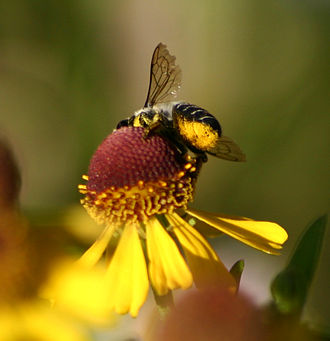 Abdominal scopa of Megachile on the pseudanthium of a composite Scopa 5948.jpg