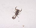 Scorpiones IMG 2139a.jpg