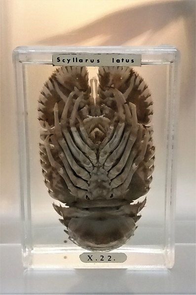 File:Scyllarides latus - 1.jpg