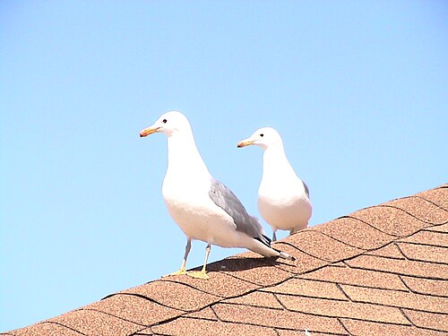 カリフォルニアカモメ Wikiwand