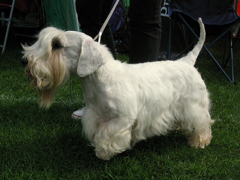 File:Sealyham terrier 230809.JPG