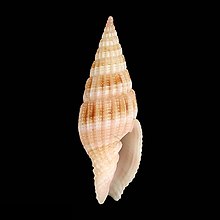 Seashell Vexillum giselae.jpg