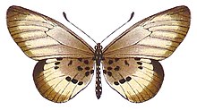 SeitzFaunaAfricanaXIIITaf60, Acraea peneleos f lactimaculata.jpg