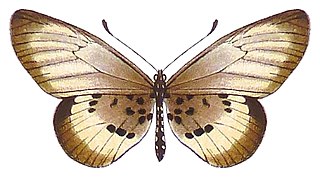 <i>Acraea peneleos</i> Species of butterfly