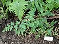 Selaginella willdenowii - Botanical Garden in Kaisaniemi, Helsinki - DSC03609.JPG