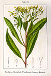 Senecio fuchsii Sturm63.jpg