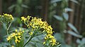 Senecio ovatus