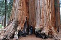 Sequoia N.P. - panoramio (1).jpg