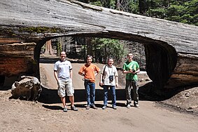 22 kwietnia: Zespół Wikiekspedycji 2012 USA przy Tunnel Log (przewrócona sekwoja z wydrążonym poprzecznie przejazdem dla samochodów) w Parku Narodowym Sekwoi w Kalifornii USA.