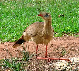 Vöröslábú kígyászdaru (Cariama cristata)