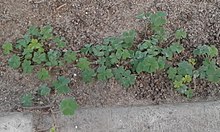 Shamrocks Shamrock leaves.jpg