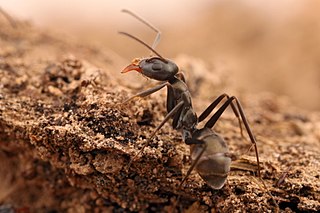 <i>Iridomyrmex splendens</i> Species of ant