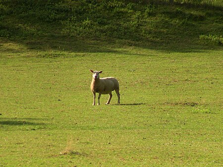 Sheep in Planoise.JPG