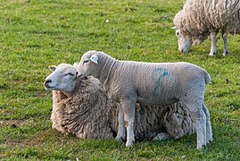 Sheep in a field in Alsager 05.jpg