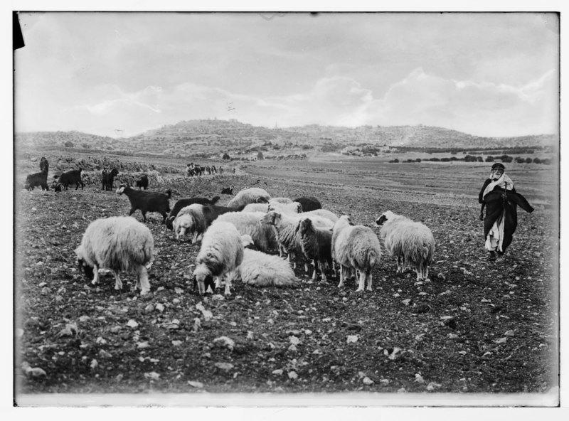 File:Shepherds' Fields east of Bethlehem. LOC matpc.05405.tif