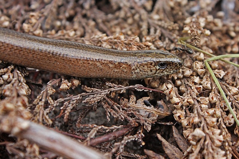 File:Slow-worm (Anguis fragilis) (8618629193).jpg