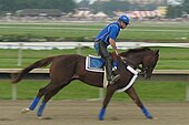 Thoroughbred racehorse Smarty Jones, winner of both the Kentucky Derby and Preakness Stakes in 2004, at Philadelphia Park Racetrack Smarty jones.jpg