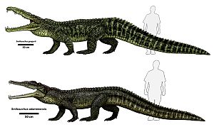 Phytosaur