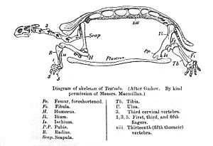 Tortoise