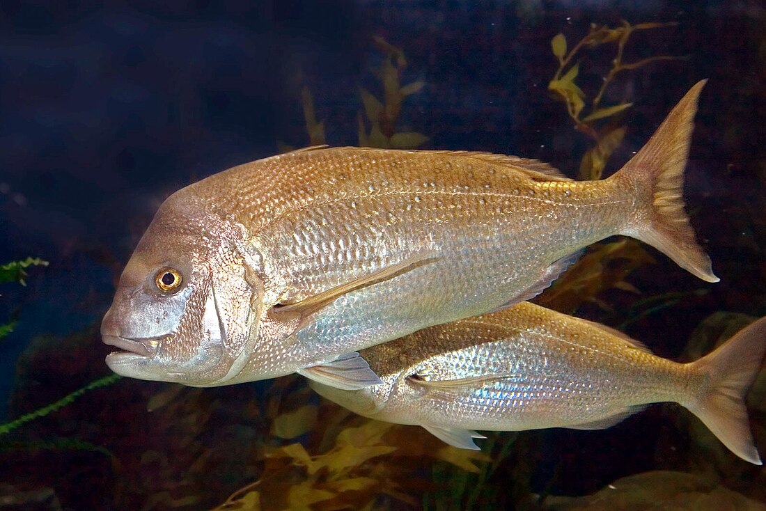 Australasian snapper