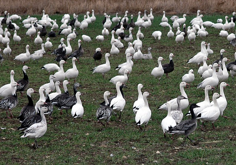 File:Snow Geese (72079514).jpg