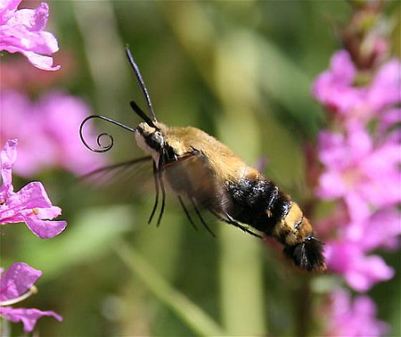 Hemaris diffinis