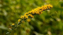 Solidago rugosa flower close up