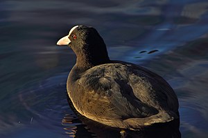 Coot visiting Bergen after the breeding period in Norway