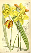 Spathoglottis kimballiana