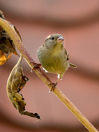 House sparrow on a sunflower