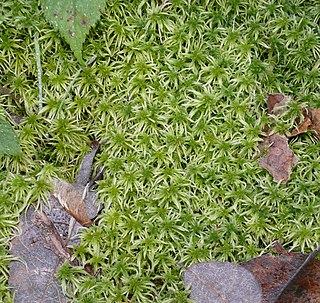 <i>Sphagnum girgensohnii</i> Species of moss