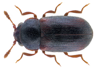 <span class="mw-page-title-main">Sphindidae</span> Family of beetles