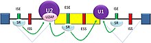 Splicing activation Splicing activation.jpg