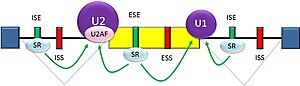 Alternative Splicing