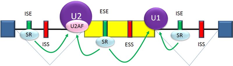 File:Splicing activation.jpg