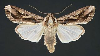 <i>Spodoptera dolichos</i> Species of moth