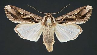 <i>Spodoptera dolichos</i> species of moth