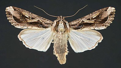 Större bomullsfly, Spodoptera dolichos