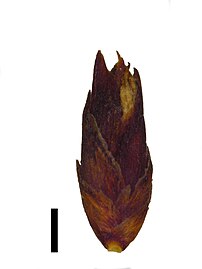 Spikelet (black scale bar represents 1 mm)