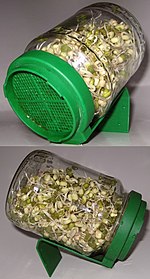 Sprouting mung beans in a glass sprouter jar with a green plastic sieve-lid Sprouting mung beans in a jar.jpg