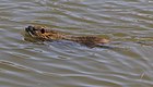 Čeština: Nutrie v Střelskohoštické Lhotě, část Střelských Hoštic English: Coypu at Střelskohoštická Lhota, part of Střelské Hoštice, Czech Republic.