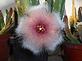* Nomination Stapelia flower. --Salicyna 08:59, 9 May 2016 (UTC) * Decline  Comment Needs more contrast IMO--Ermell 12:39, 9 May 2016 (UTC)  Not donewithin a week. --XRay 06:05, 16 May 2016 (UTC)
