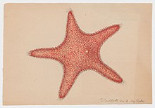Красная акварель морской звезды