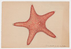 red watercolor painting of a starfish