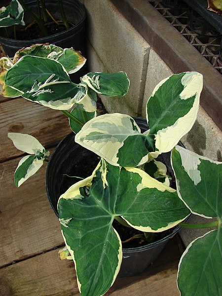 File:Starr-080103-1379-Xanthosoma sagittifolium-habit-Lowes Garden Center Kahului-Maui (24808613351).jpg