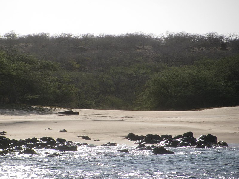 File:Starr-121221-1368-Prosopis pallida-habitat and seal on beach-Keanakeiki-Kahoolawe (24831879159).jpg